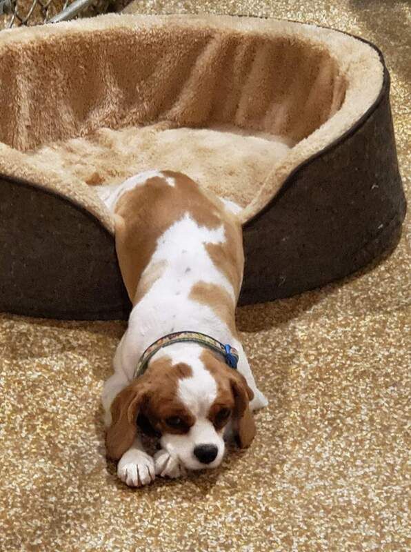 A brown and white dog is laying in a dog bed.
