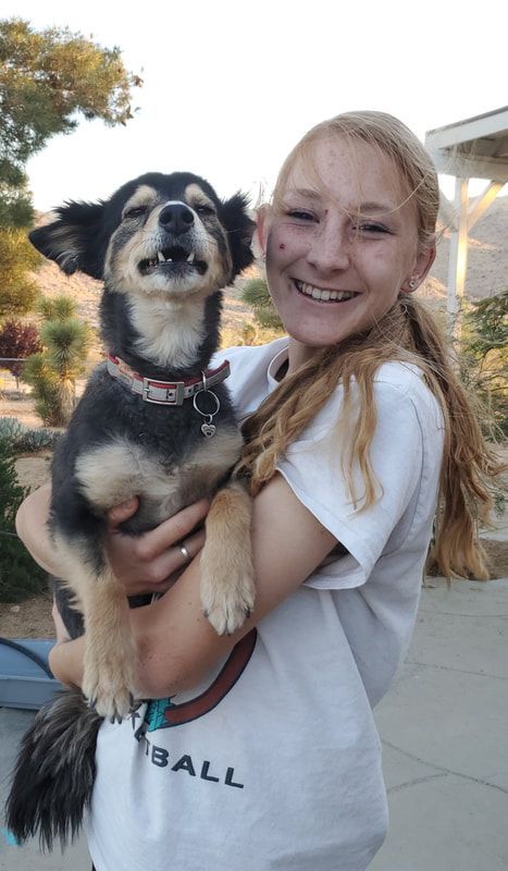 JT pet resort visitors