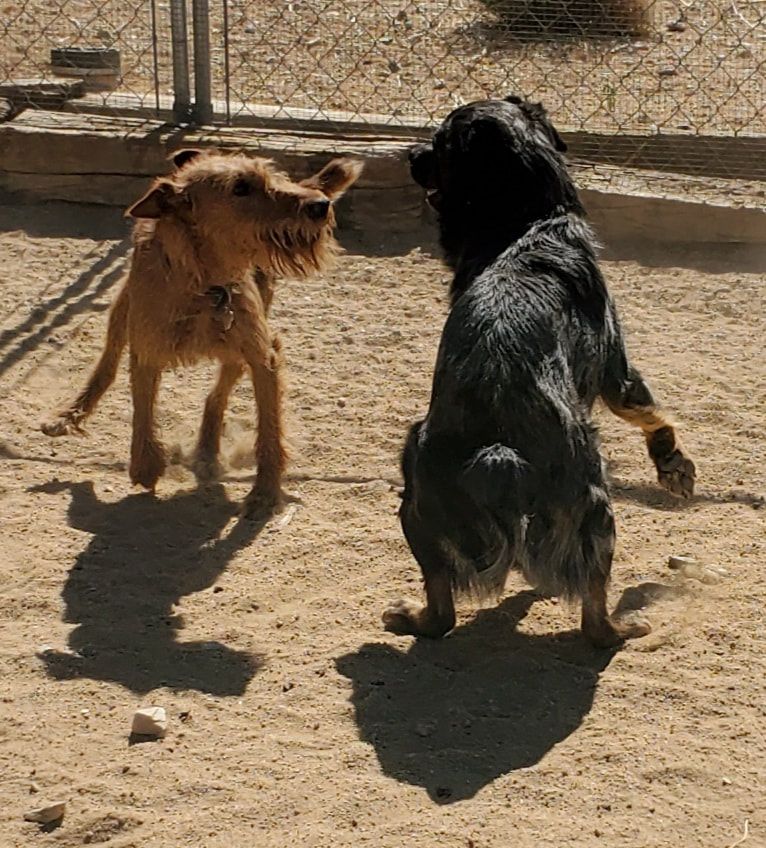 dog play