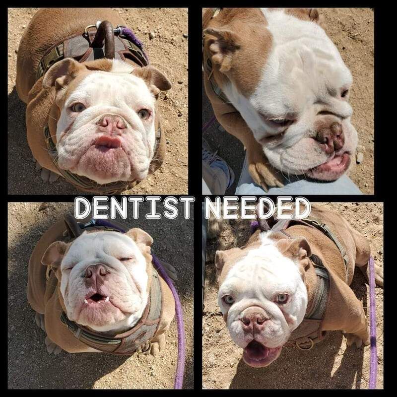 Four pictures of a bulldog with the words dentist needed on the bottom