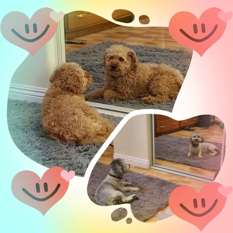 A dog is laying in front of a mirror with hearts around it