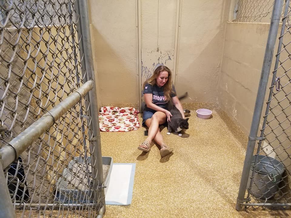JT pet resort visitors