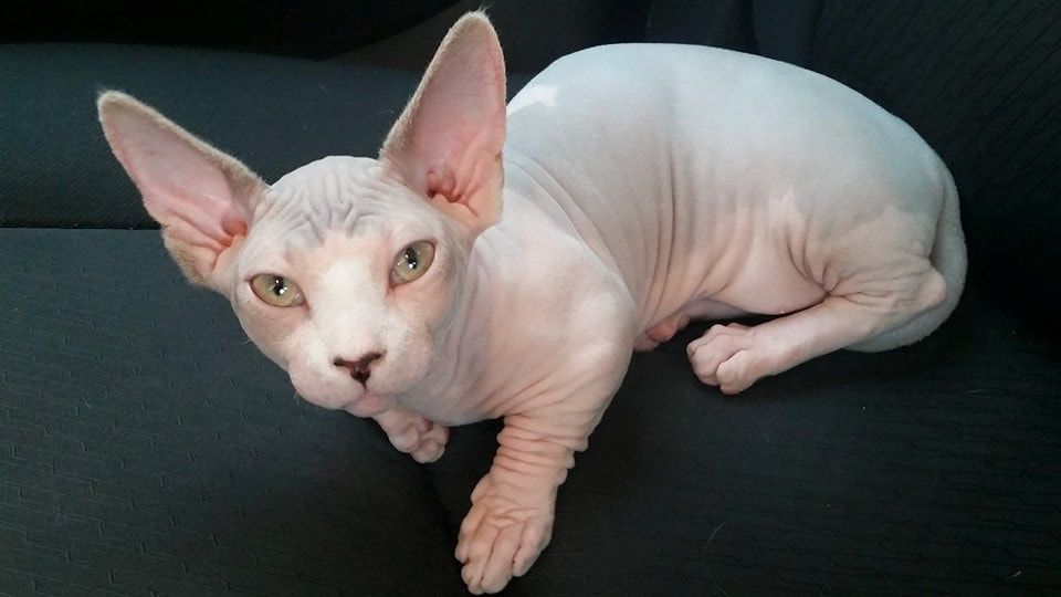 white cate
