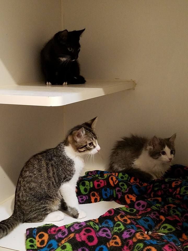 three cat