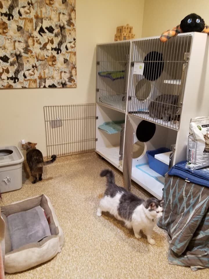 JT pet resort