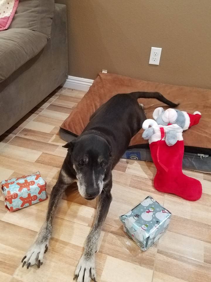 dog