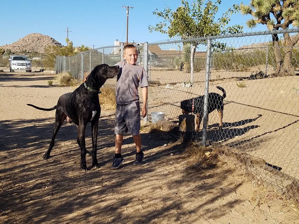 JT pet resort visitors