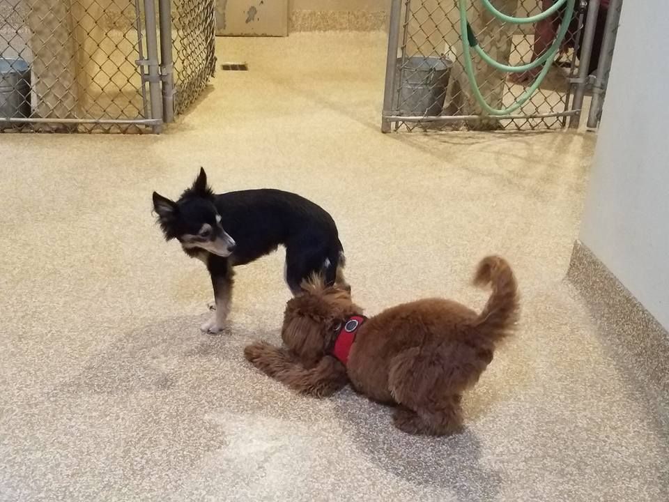 dog play
