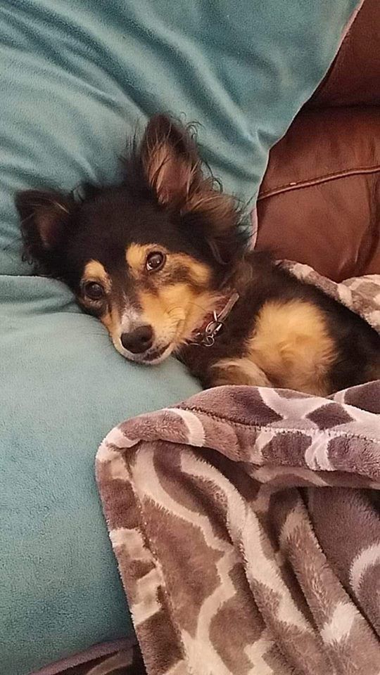 A small dog is laying on a couch under a blanket.