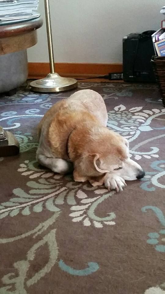 A dog is sleeping on the floor in a living room.