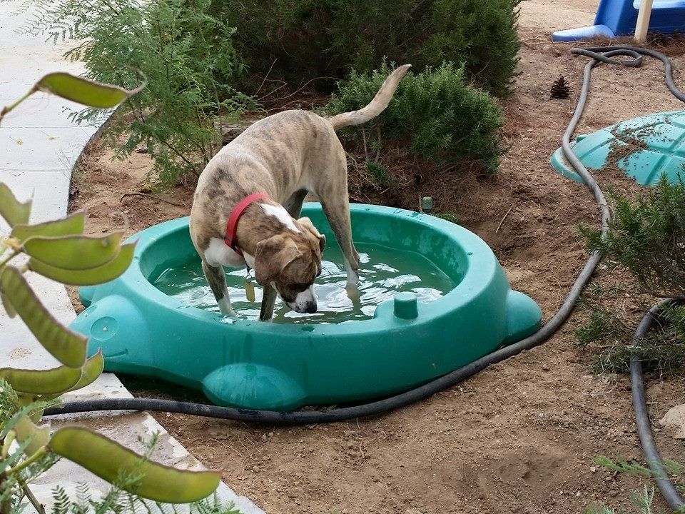 A dog is drinking water from a green pool