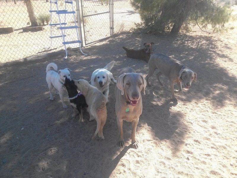 four dog