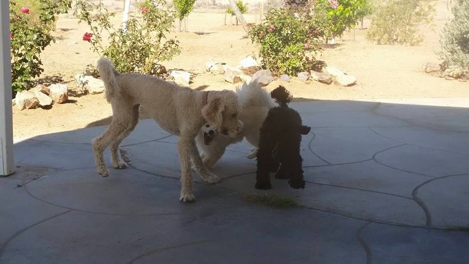 two dog