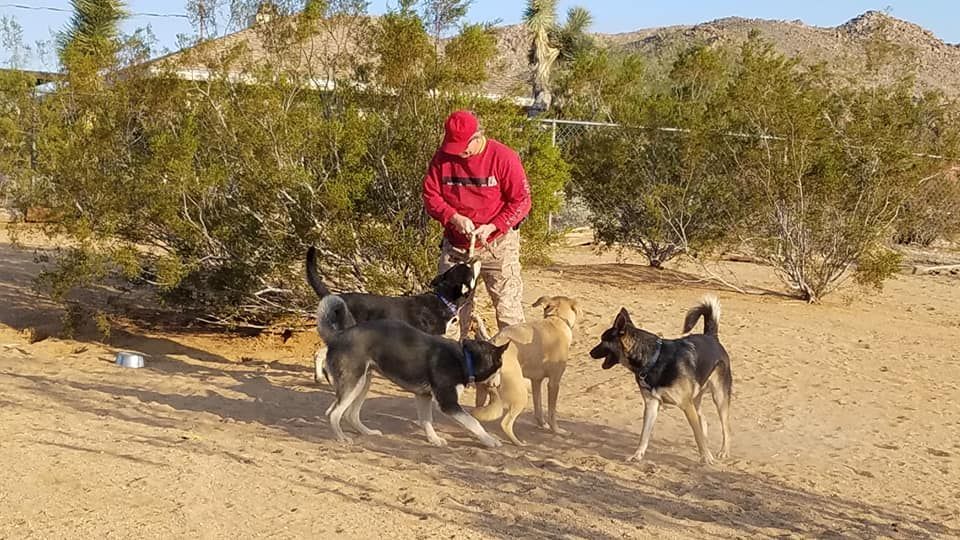 A man in a red shirt is walking three dogs in the desert.