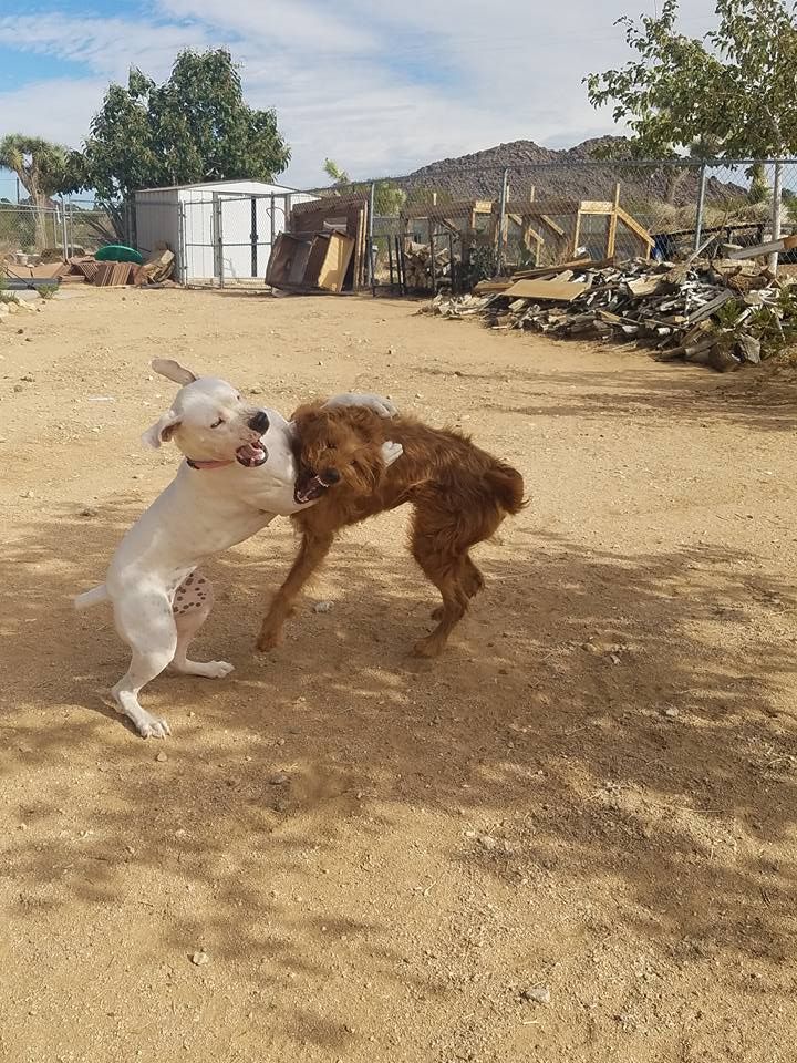 Two dogs are playing in a dirt field.
