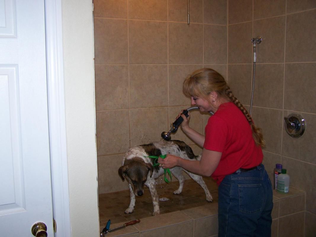 dog cleaning