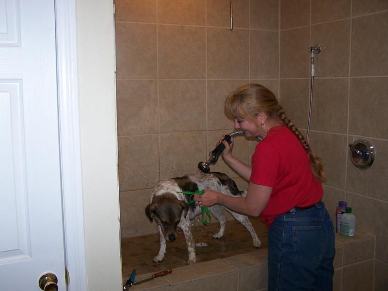 A woman is brushing a dog in a shower.