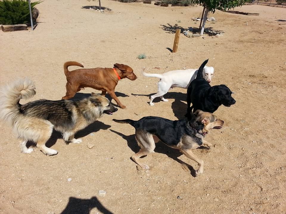 A group of dogs are playing in the dirt