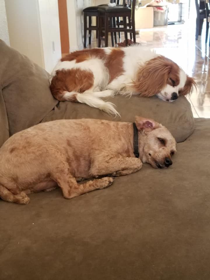 Two dogs are sleeping on a couch in a living room
