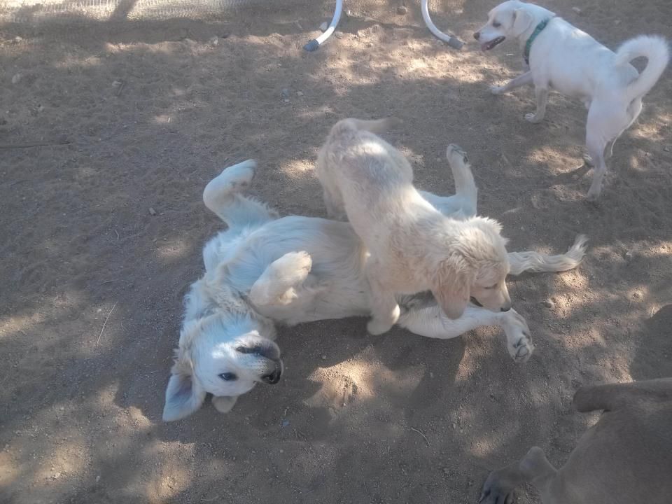 dog play