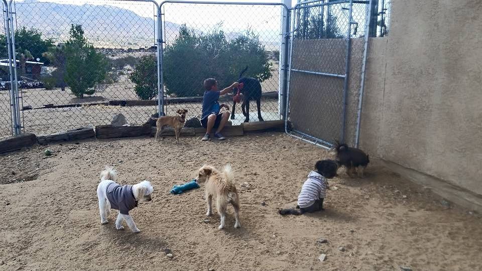 A group of dogs are playing in a fenced in area.