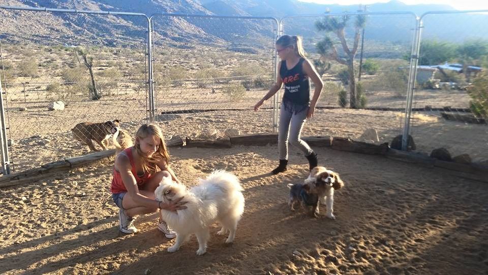 Two girls are playing with their dogs in a fenced in area
