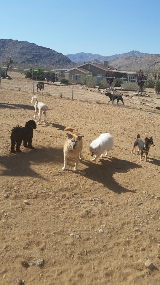 dog playing