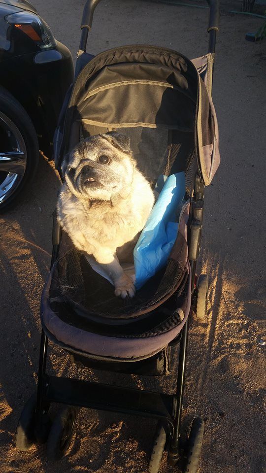 A dog is sitting in a stroller next to a car.