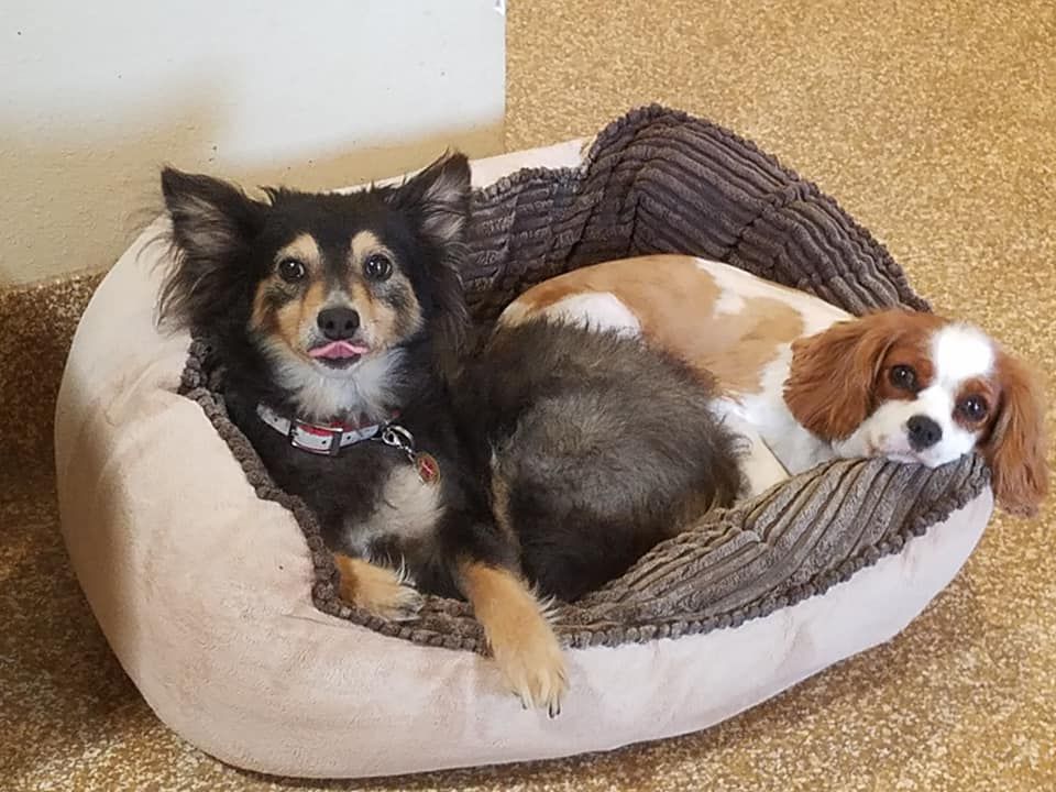 Two small dogs are laying in a dog bed