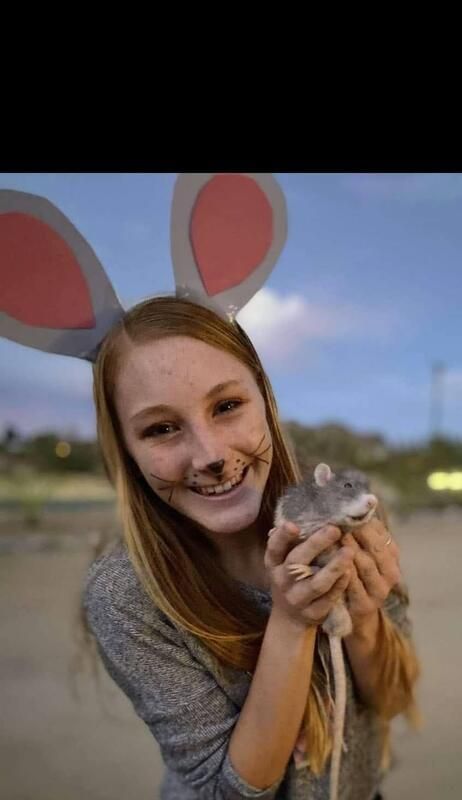 rabbit