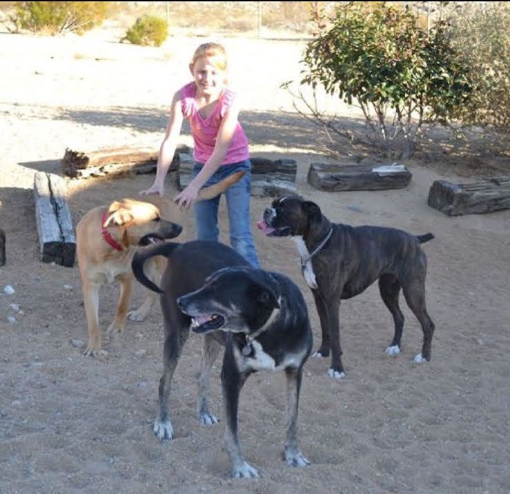 doggies