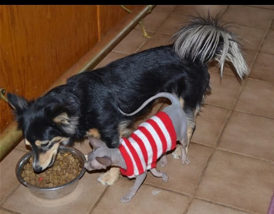 dog eating