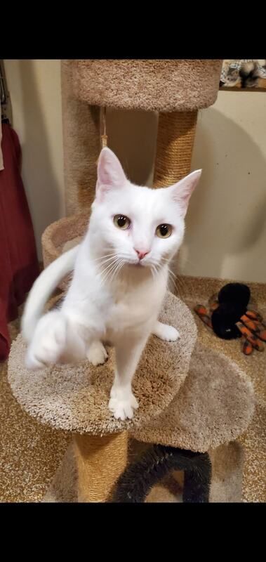 white cat look