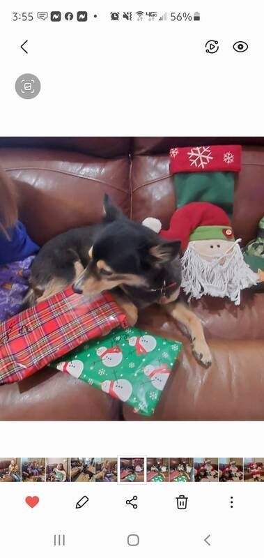 dog slept