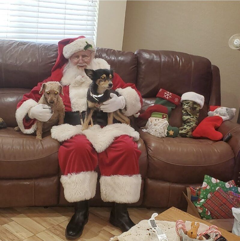 dog