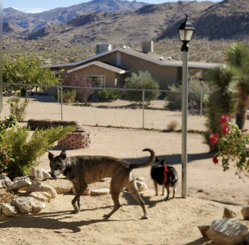 dog run