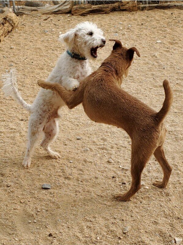 dog play