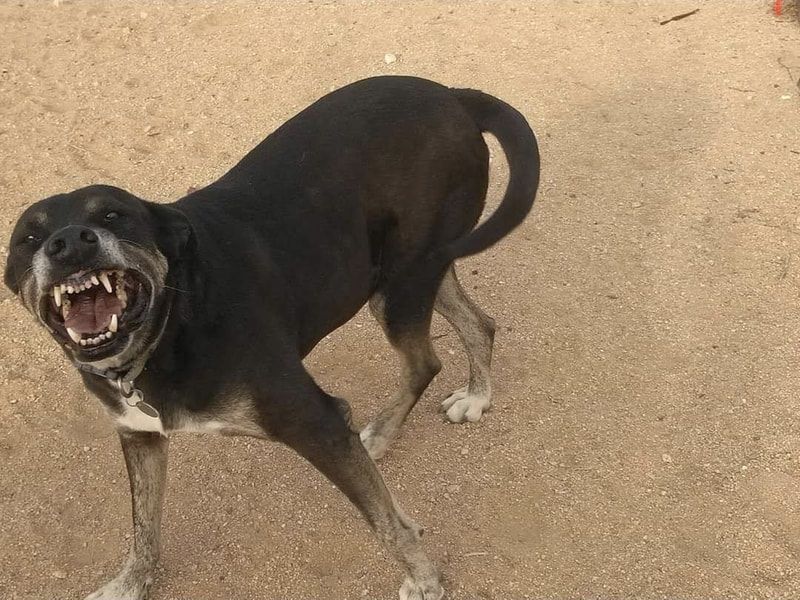 black dog
