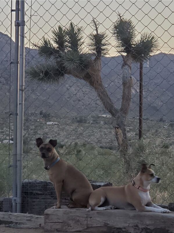 JT pet resort dogs