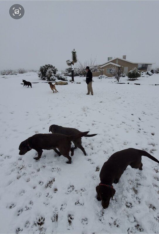 dog in snow