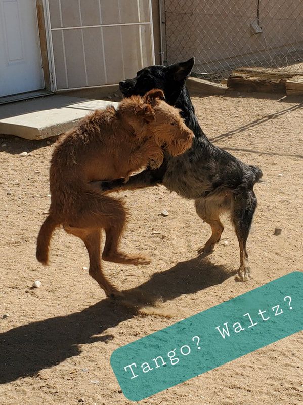 Two dogs are playing in the dirt and one says tango waltz