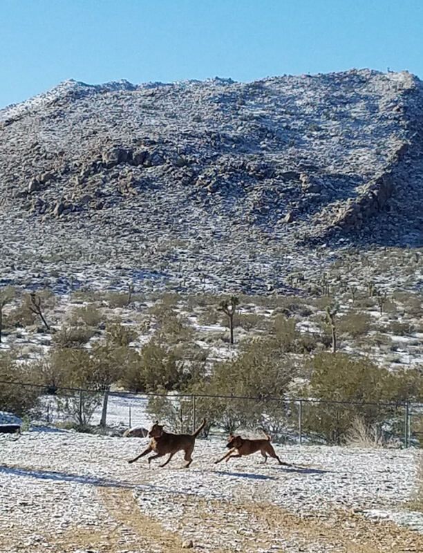 Two dogs are running in the snow in the desert.