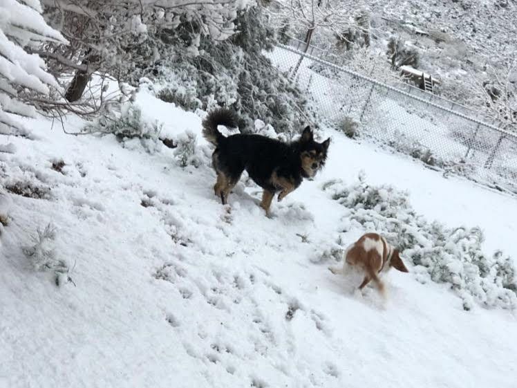 Two dogs are playing in the snow.