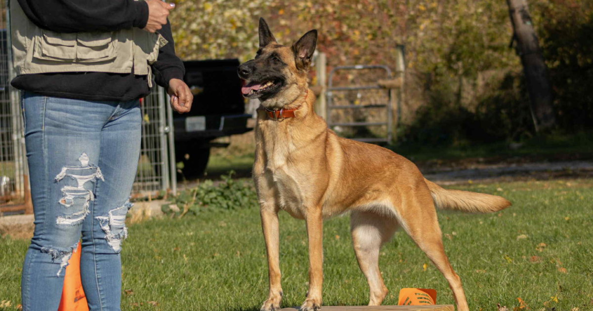 Dog standing on a platform, being trained by a person outdoors.