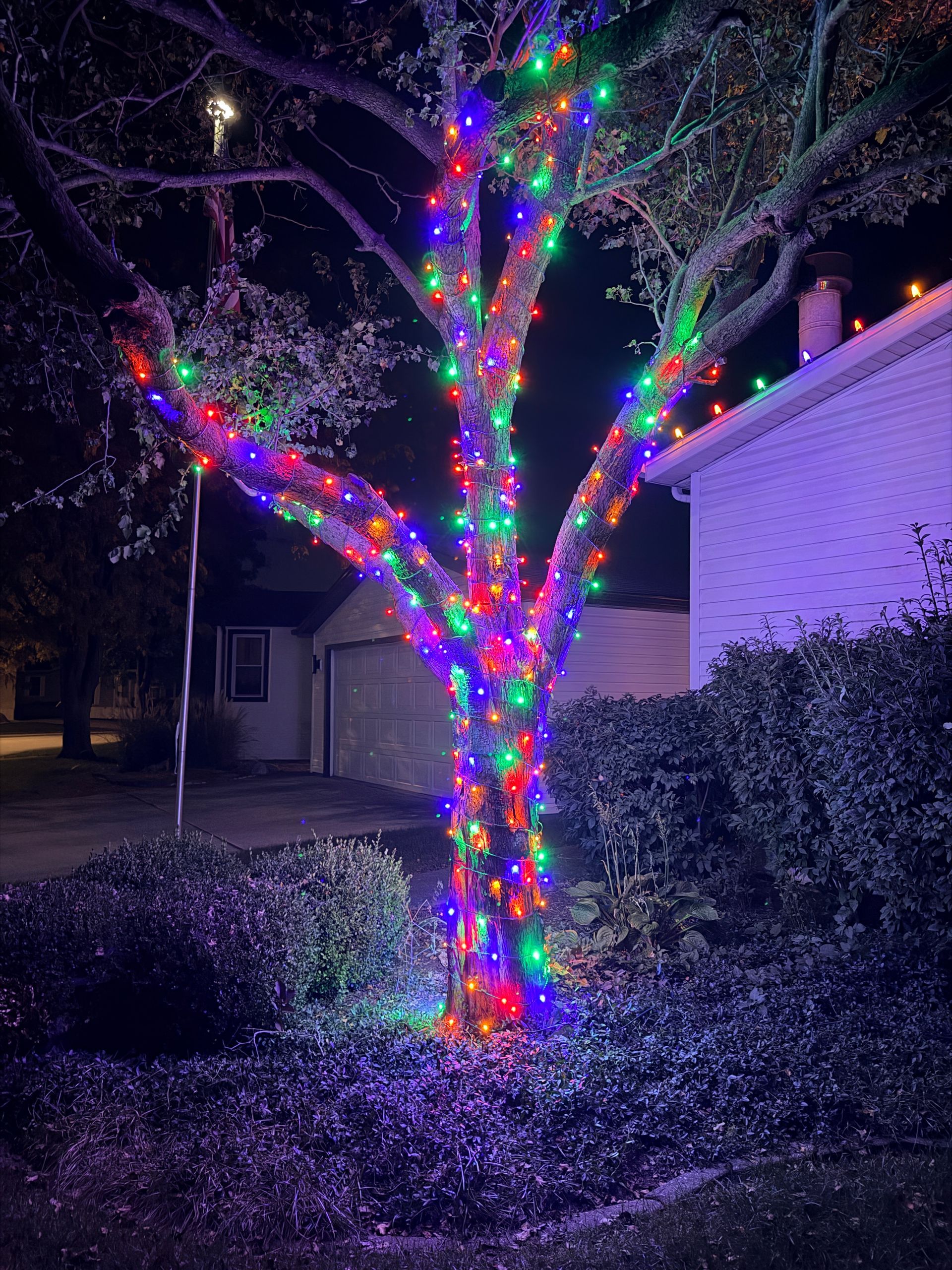 Tree wrapped in multicolor Christmas lights by Green Pro Services