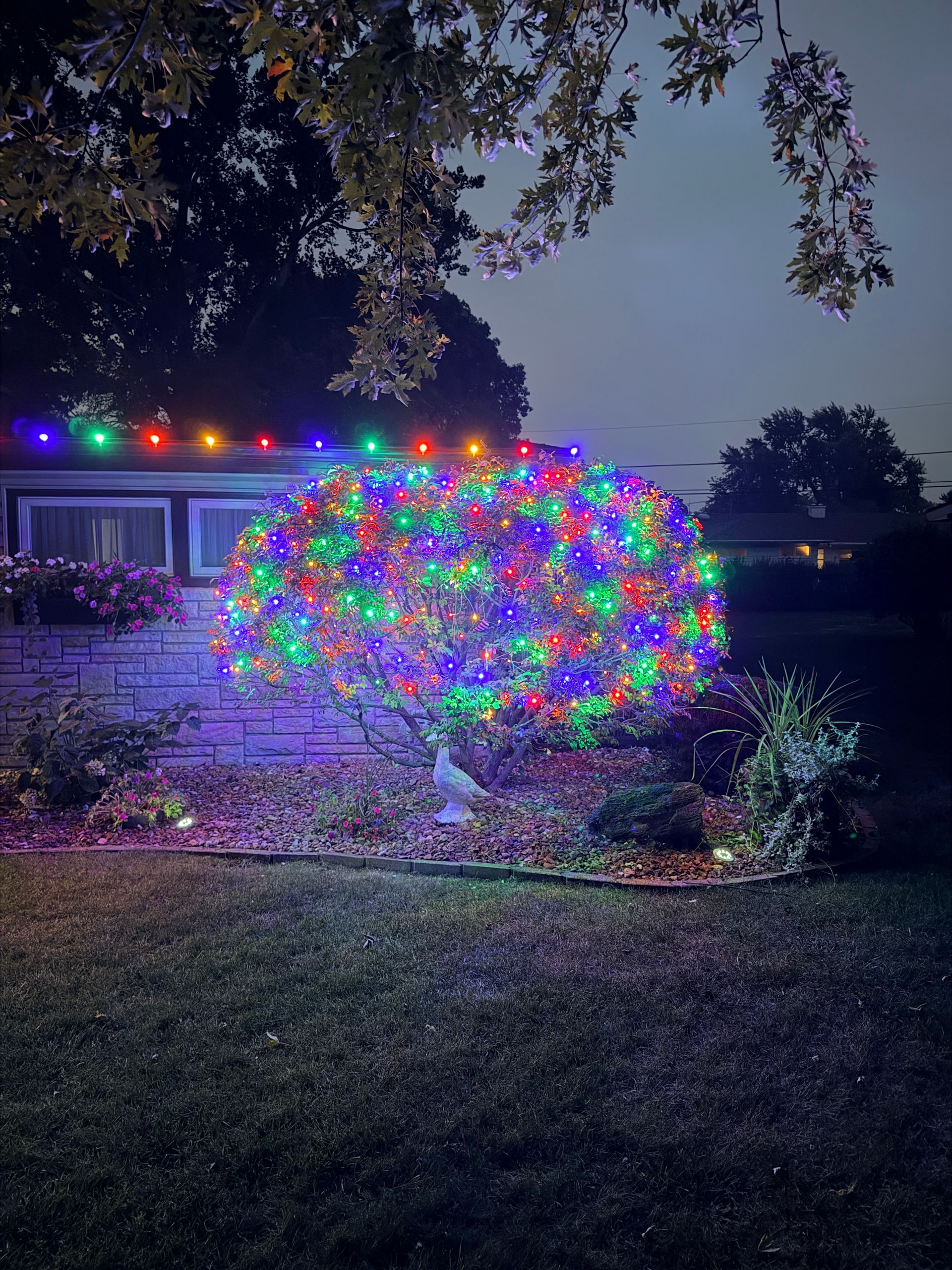 Multicolor Christmas lights on a roofline and wrapped bushes