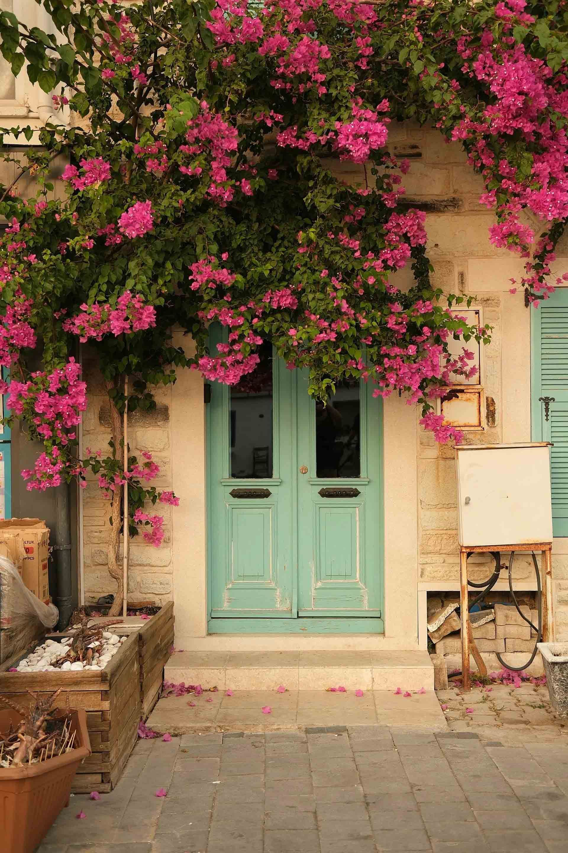 Porte vert menthe sous des bougainvillées roses sur un mur de cour en pierre