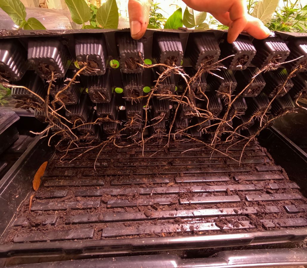 Hands pulling up tangled roots from dark soil in a seedling tray