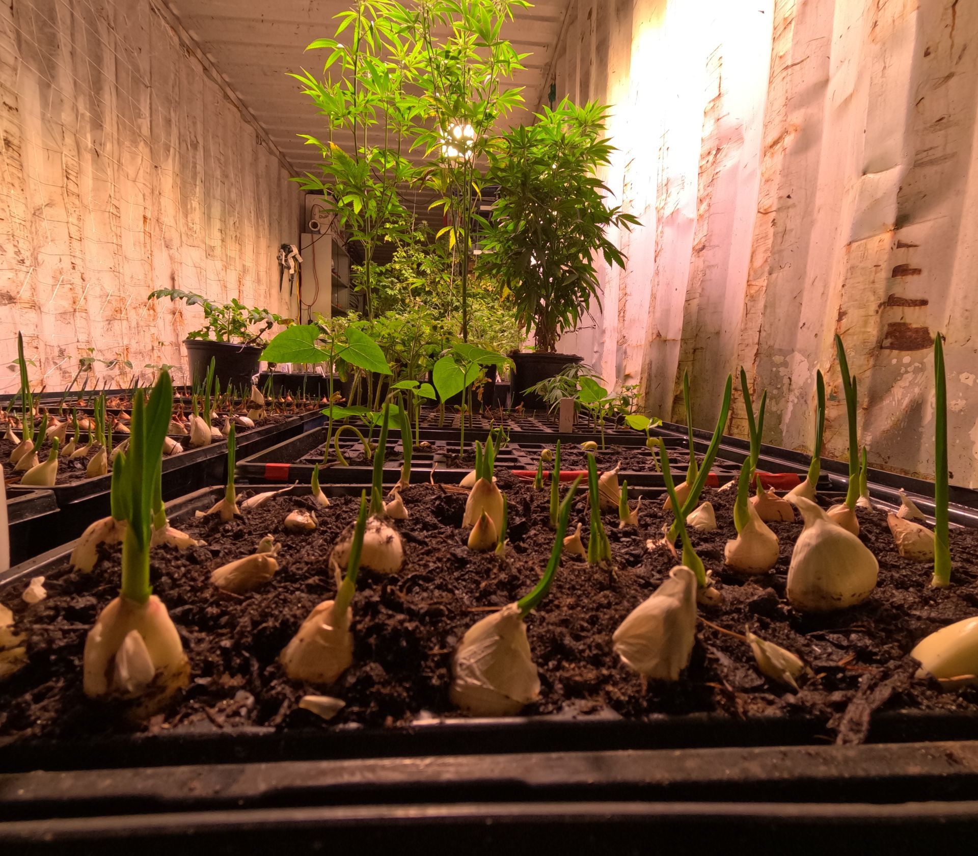 Garlic bulbs sprouting in soil inside a narrow greenhouse with a leafy plant in back