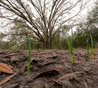 Wet muddy ground with green shoots in front of a leafless tree under an overcast sky